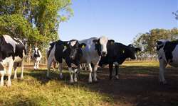 [Vídeo] Quais os impactos de doenças na produtividade e fertilidade de vacas leiteiras?