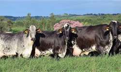 Cruzamento de raças leiteiras: rusticidade e adaptabilidade a altas temperaturas