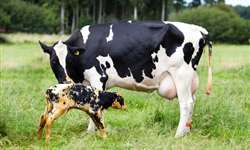 Nutrição, metabolismo e saúde uterina em vacas leiteiras pós-parto - Parte 1