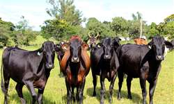 Rusticidade e adaptabilidade de animais oriundos de cruzamento de raças leiteiras - Parte 2
