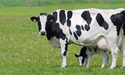 Você sabe como prevenir as principais doenças relacionadas a reprodução de bovinos?