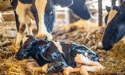 Nutrição, metabolismo e saúde uterina em vacas leiteiras pós-parto - Parte 2