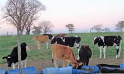 Capacitando produtores, Nestlé mira o mercado de leite orgânico no Brasil