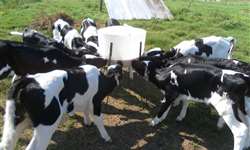 O desafio de escolher um sucedâneo lácteo para alto desempenho de bezerras
