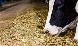 Introdução à formulação de dietas para bovinos leiteiros - com Marcos Neves (UFLA)