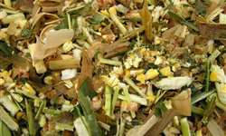 Embrapa publica esclarecimento sobre silagem de milho úmido na alimentação de bovinos