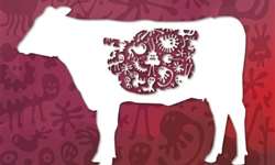 Probióticos na nutrição de bovinos: uma nova perspectiva