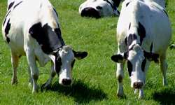 Alimentação e manejo de vacas no período de transição