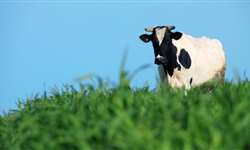 Informação genômica para aumentar a fertilidade das vacas de leite - Parte 1