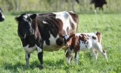 Informação genômica para aumentar a fertilidade das vacas de leite - Parte 2