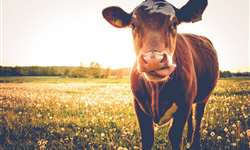 Informação genômica para aumentar a fertilidade das vacas de leite - Parte 3
