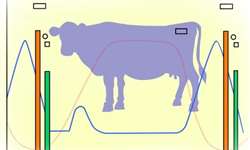 Informação genômica para aumentar a fertilidade das vacas de leite - Parte 4