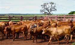 Aproveitamento de machos de origem leiteira para produção de carne: Por que o Brasil não usa essa tecnologia com eficiência?