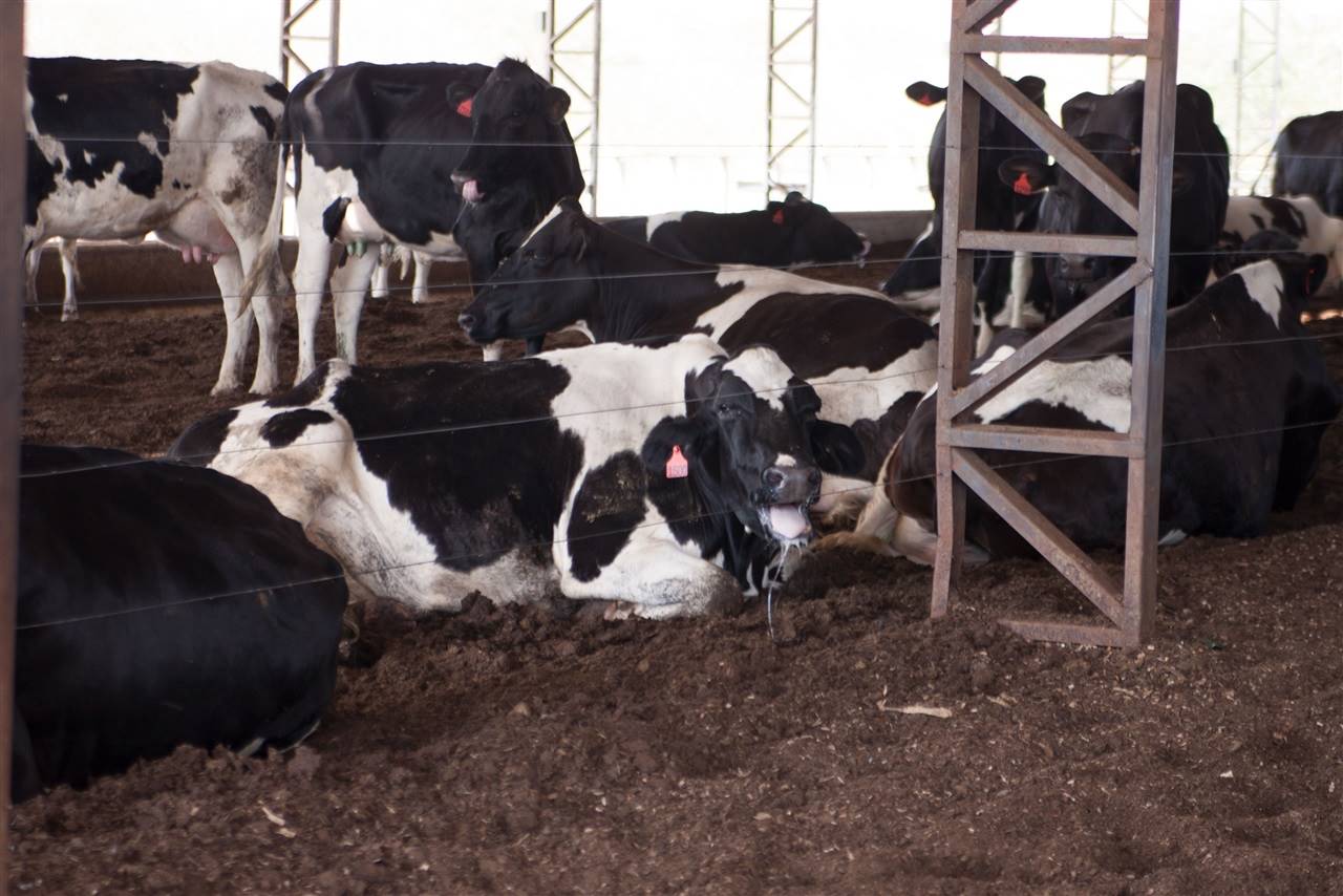 A temperatura da vaca afeta na reprodução?