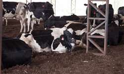 A temperatura da vaca afeta na reprodução?
