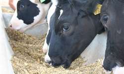 Comissão de Agricultura aprova isenção de tributos em ração de bovinos e búfalos