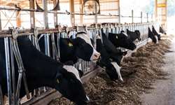 Suplementação de vacas leiteiras com aditivos
