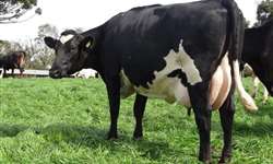 Facilidade de parto em animais oriundos de cruzamento de raças leiteiras