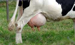 Começa hoje o novo curso online sobre controle e prevenção de mastite bovina