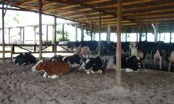 Novo curso online sobre Compost Barn para vacas confinadas