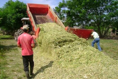 Leitor Questiona: Como projetar um silo para 70 vacas em lactação?