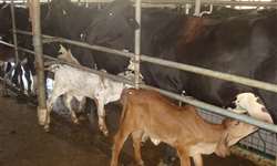 Como maximizar a produção de leite e o bem-estar das vacas mestiças? Parte 1