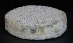 Cientistas criam queijo com bactérias dos pés e das axilas