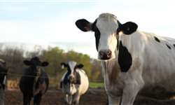 Quantas vacas de leite precisamos ter para ganhar o que queremos?