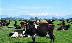 As características que fazem da Nova Zelândia a maior exportadora de lácteos do mundo