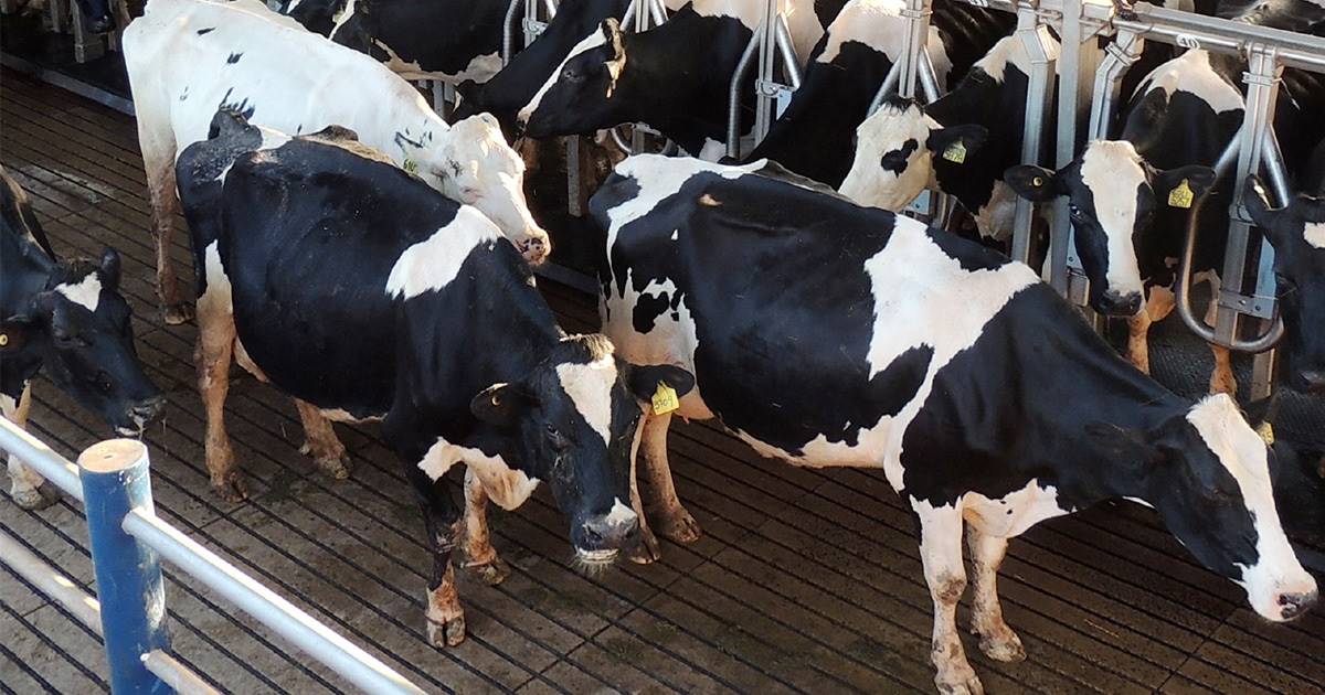 Impactos da saúde uterina na eficiência reprodutiva das vacas leiteiras