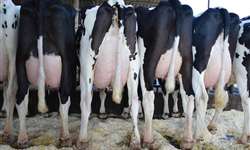 Tratamento de vaca seca: uso nas vacas com mastite é mais recomendável