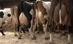 Incidência da retenção de placenta e as consequências na produção de leite e na eficiência reprodutiva de vacas Holandesas