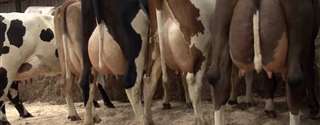 Incidência da retenção de placenta e as consequências na produção de leite e na eficiência reprodutiva de vacas Holandesas