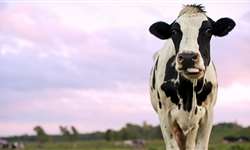 Fibra efetiva para vacas leiteiras: aspectos práticos - Parte II