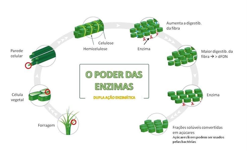 Produzir pré-secados não é tão simples quanto se parece: uso de inoculante especificamente desenvolvido para pré-secados