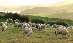 Gases de efeito estufa em sistemas de produção de ovinos