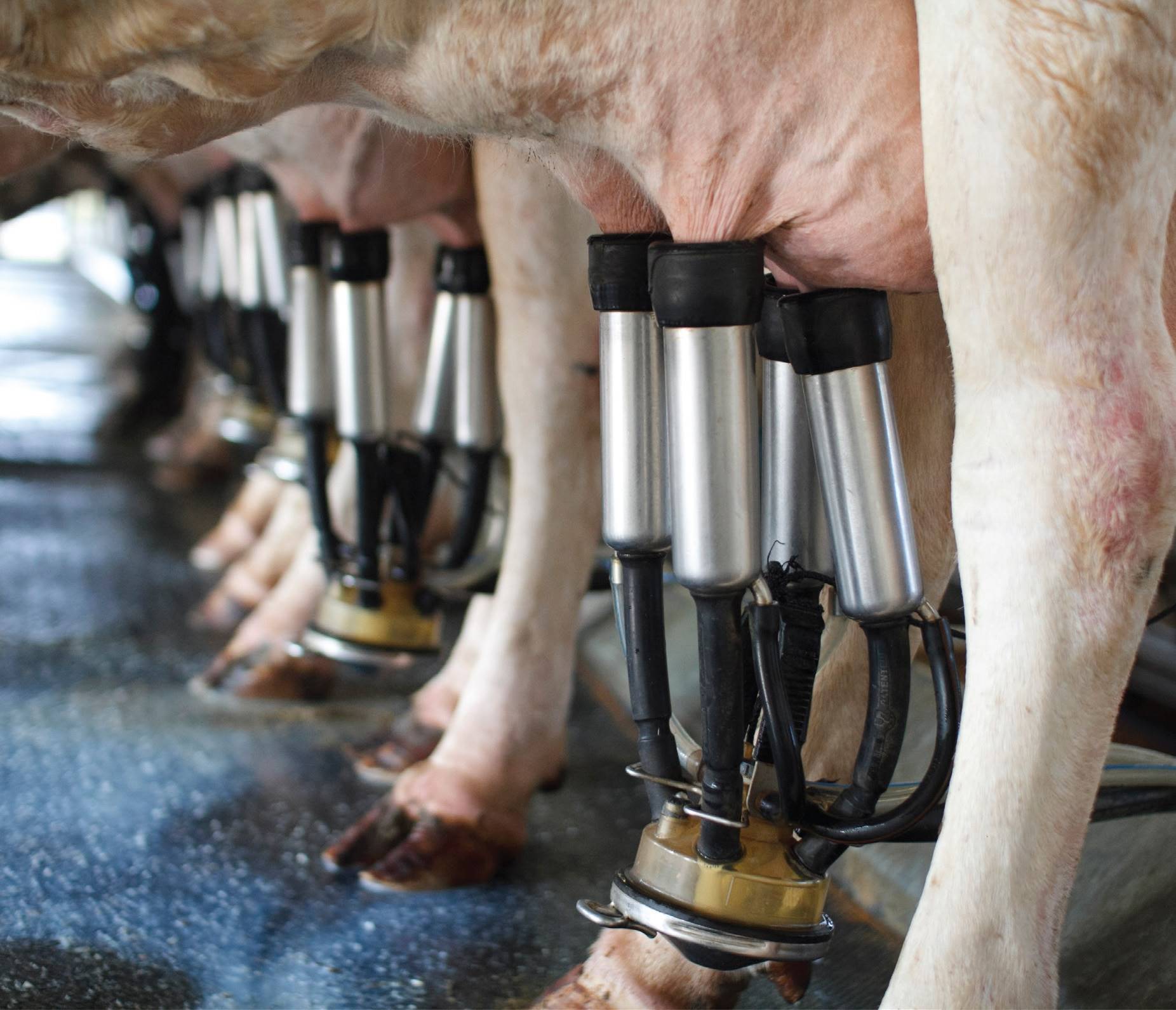 Vaca vazia ao final da lactação e novilha atrasada: o que fazer?