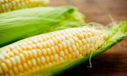 Governo fará leilões de estoques de milho da Conab