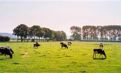 Pesquisa aponta maior eficiência alimentar em vacas híbridas