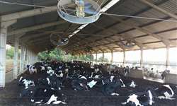 Fazenda Campos Bocaina: compost barn confere maior produção, conforto e sanidade