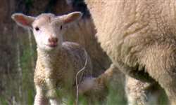 Comportamento materno filial em ovinos