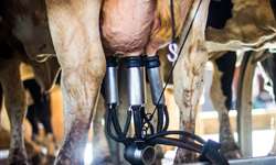 Método de secagem melhora o conforto das vacas no período seco