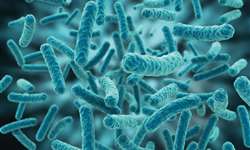Potencial de bioacumulação de selênio por bactérias láticas