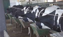 Como maximizar a produção de leite e o bem-estar das vacas mestiças? (Parte 4)