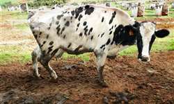 Dor na locomoção indica quando fazer o casqueamento em bovinos