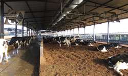 Manejo da cama no Compost Barn determina a limpeza das vacas