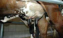 4 dicas práticas para melhorar a qualidade do leite da fazenda