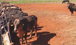Aproveitamento comercial de machos oriundos de cruzamentos entre raças leiteiras