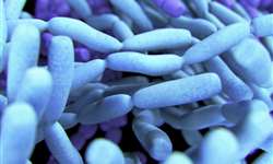 Bactérias ácido-lácticas e aspectos probióticos