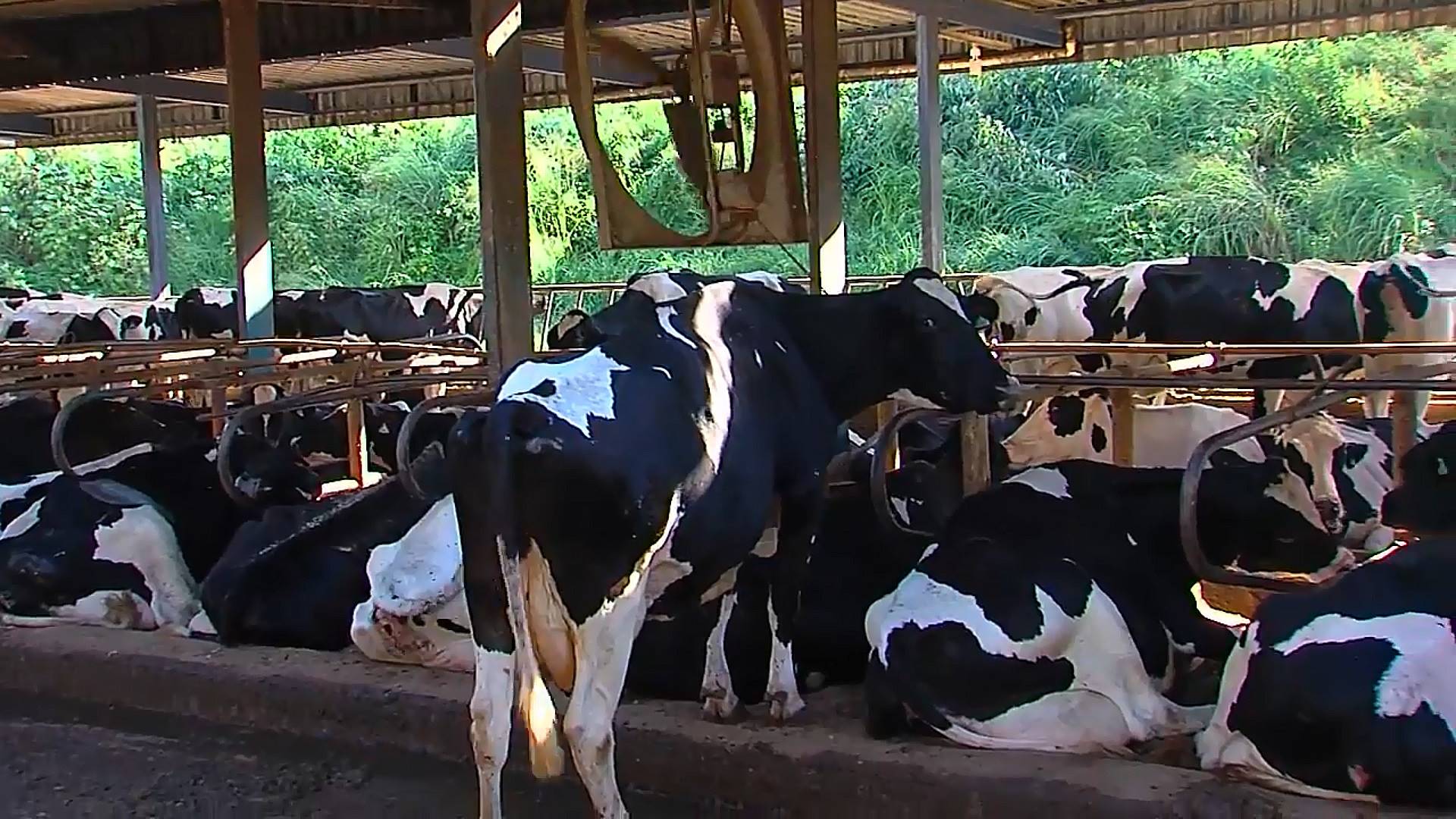 Como é Feita a Inseminação Artificial em Tempo Fixo na Fazenda Morada do Sol